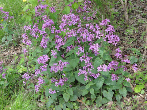 Hesperis matronalis