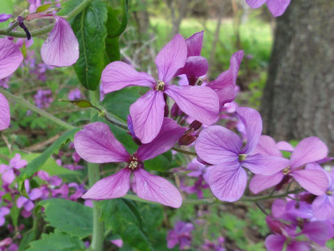 Hesperis matronalis