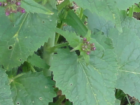 Hesperis matronalis