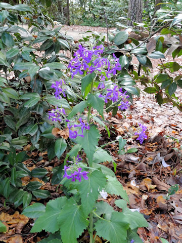 Hesperis matronalis