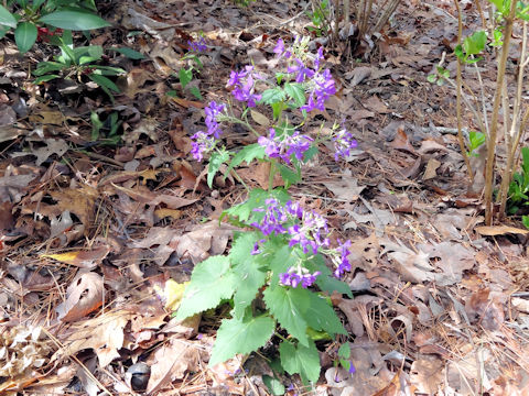 Hesperis matronalis