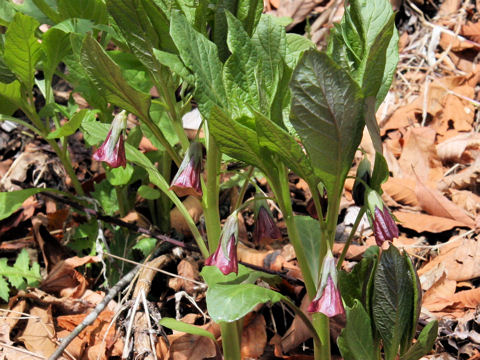 Scopolia japonica