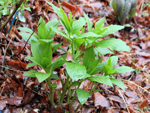 Scopolia japonica