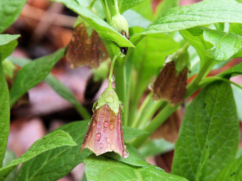 Scopolia japonica