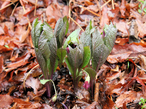 Scopolia japonica