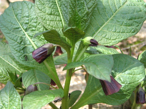 Scopolia japonica