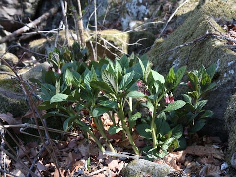 Scopolia japonica