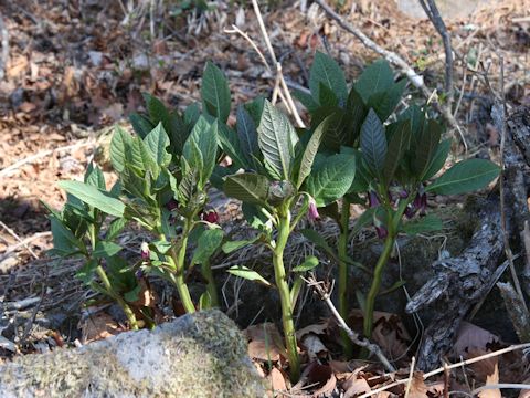 Scopolia japonica