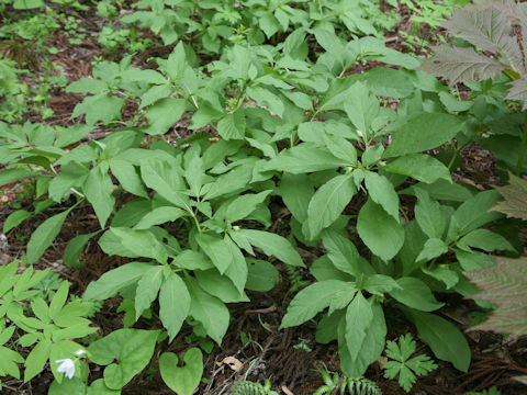 Scopolia japonica