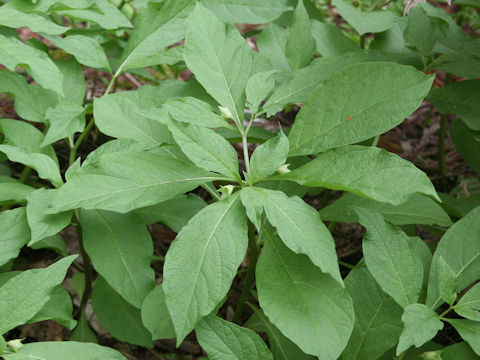 Scopolia japonica