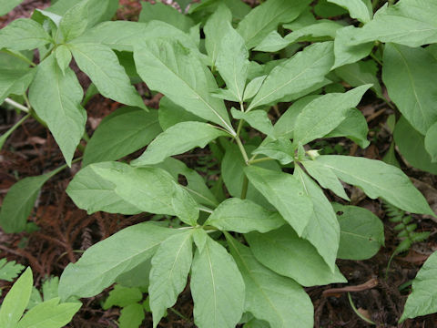 Scopolia japonica