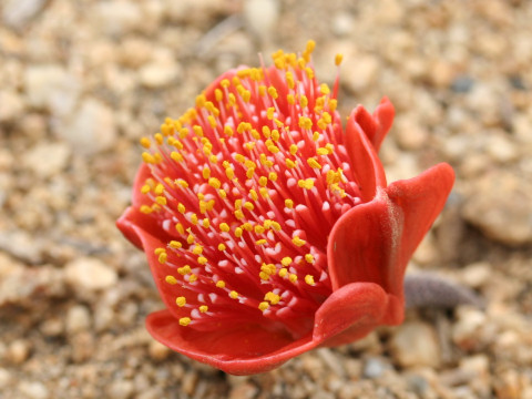 Haemanthus coccineus