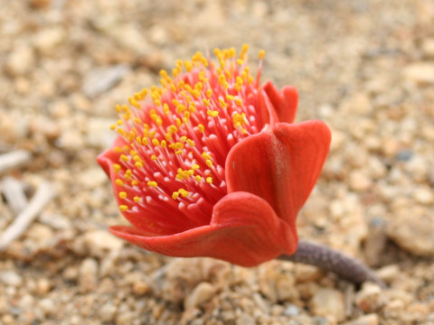 Haemanthus coccineus