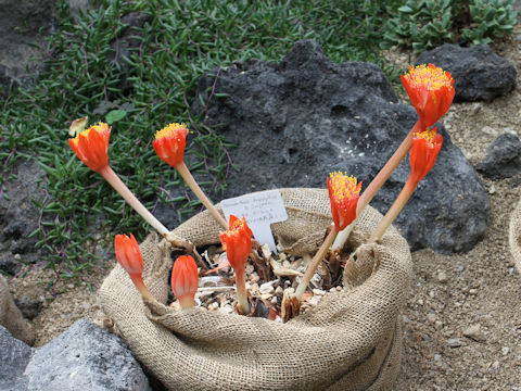 Haemanthus dasyphyllus