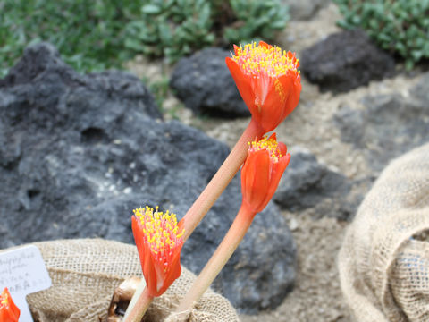 Haemanthus dasyphyllus