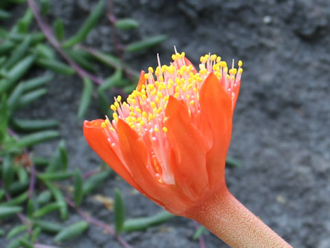 Haemanthus dasyphyllus