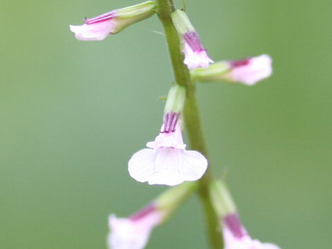 Phryma leptostachya var. asiatic