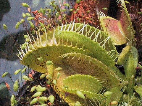 Dionaea muscipula