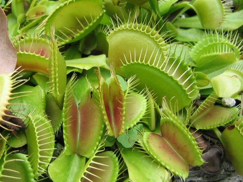 Dionaea muscipula