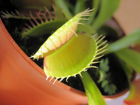 Dionaea muscipula