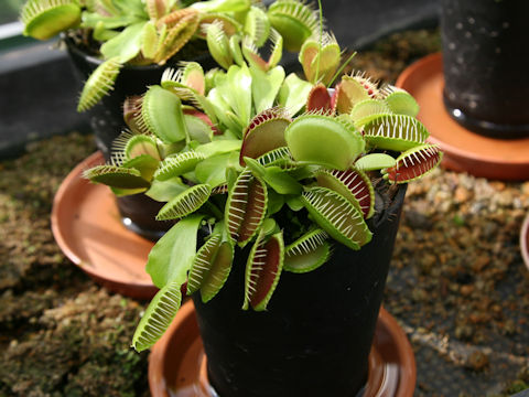 Dionaea muscipula