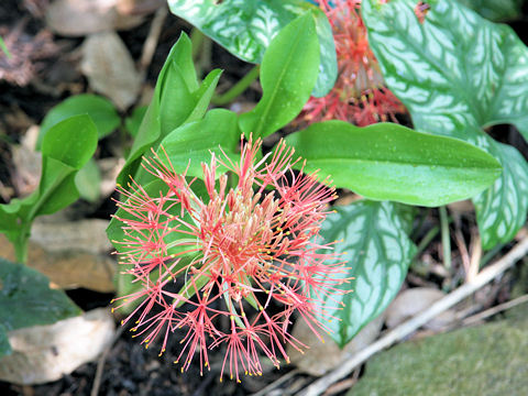 Haemanthus multiflorus