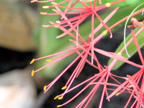 Haemanthus multiflorus