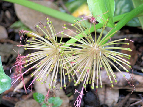 Haemanthus multiflorus