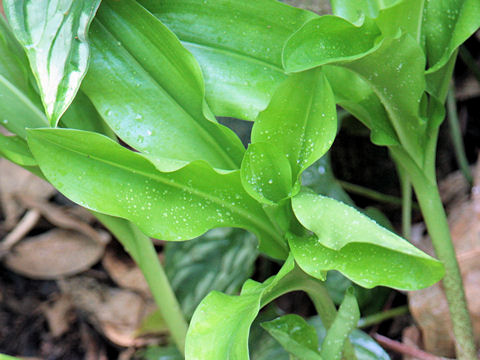 Haemanthus multiflorus