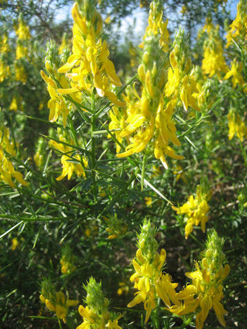 Ulex europaeus