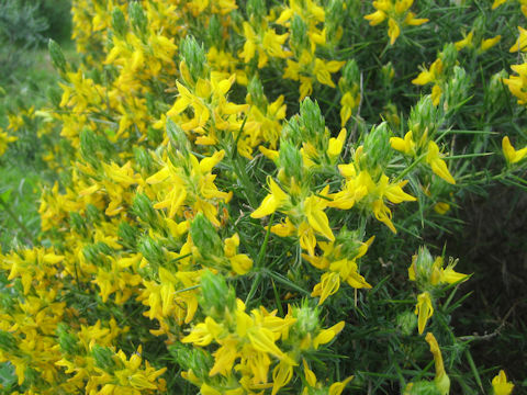 Ulex europaeus