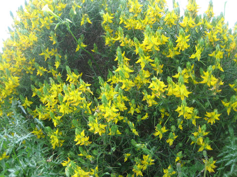 Ulex europaeus