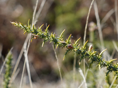 Ulex europaeus