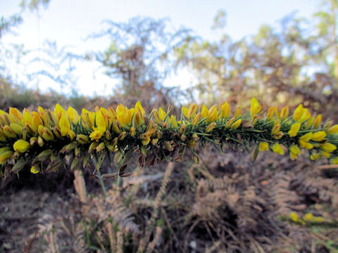 Ulex europaeus