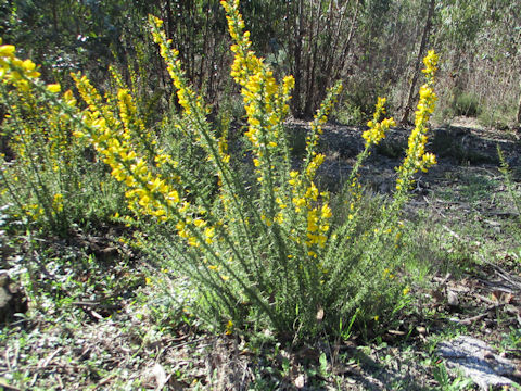 Ulex europaeus