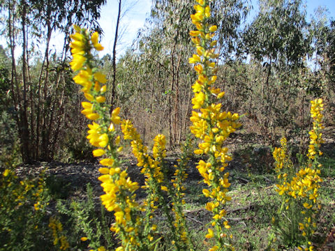 Ulex europaeus