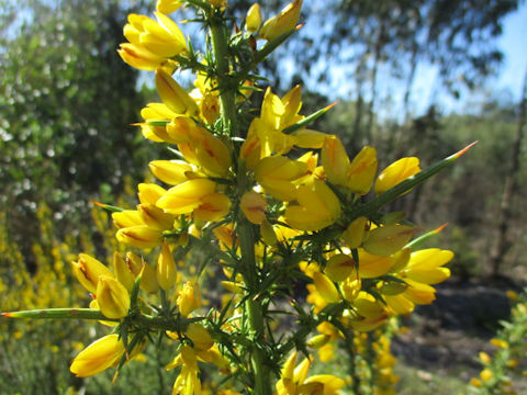 Ulex europaeus