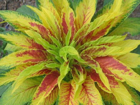 Amaranthus tricolor