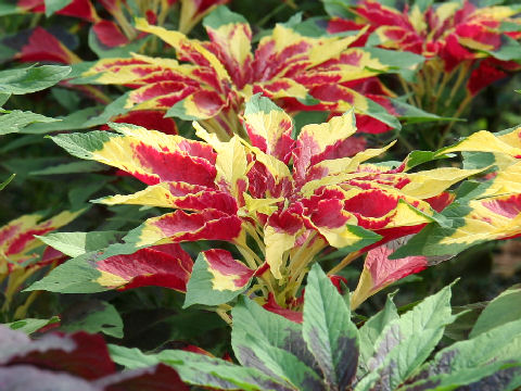 Amaranthus tricolor