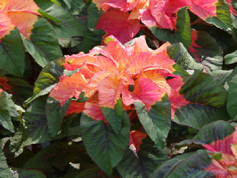 Amaranthus tricolor