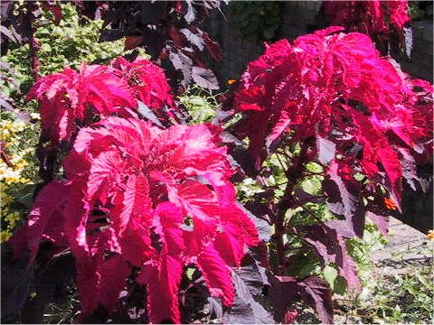 Amaranthus tricolor