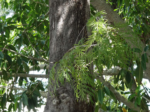 Grevillea robusta