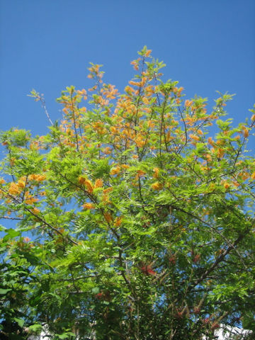 Grevillea robusta