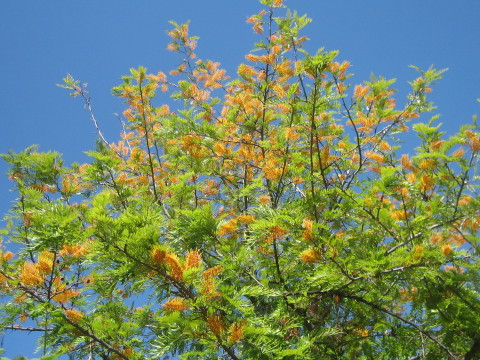 Grevillea robusta