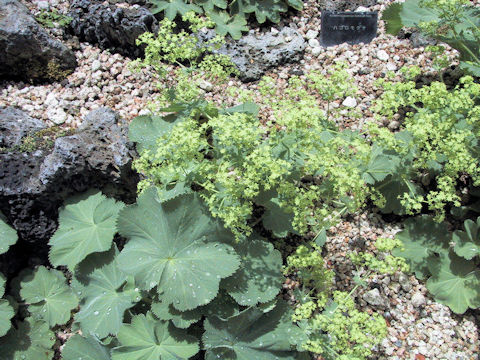 Alchemilla japonica