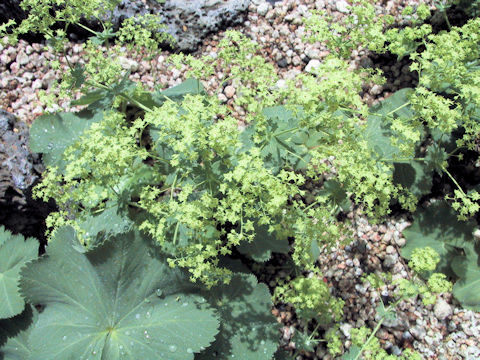 Alchemilla japonica