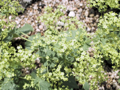 Alchemilla japonica