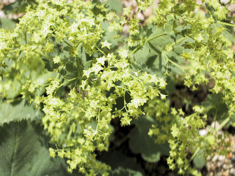 Alchemilla japonica