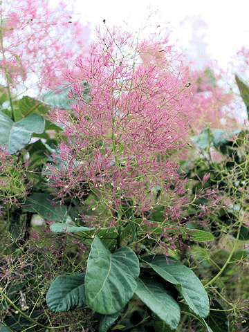 Cotinus coggygria