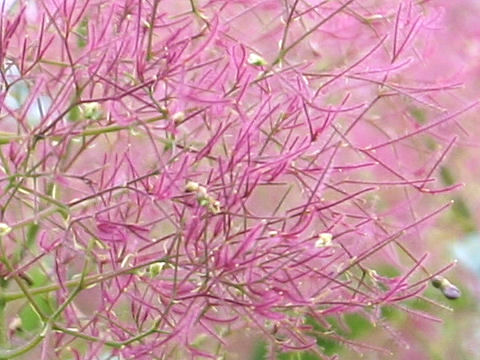 Cotinus coggygria